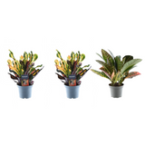 3x Croton Codiaeum mix - ↕30cm - Ø12cm