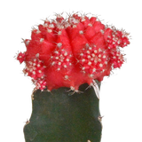 Euphorbia meloformis variegata - Gymnocalycium mix - ↕18cm - Ø8,5cm - 3x