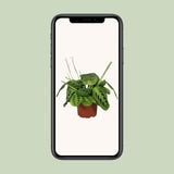 Maranta Leuconeura Fascinator Lemon Lime - ↕30cm - Ø12cm