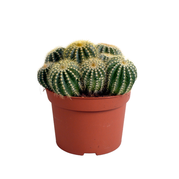 Eriocactus warasii 12cm