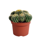 Eriocactus warasii 12cm