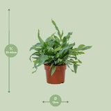 Phlebodium Blue Star - ↕32cm - Ø12cm