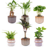 Mini planten set x6 - Incl. potten