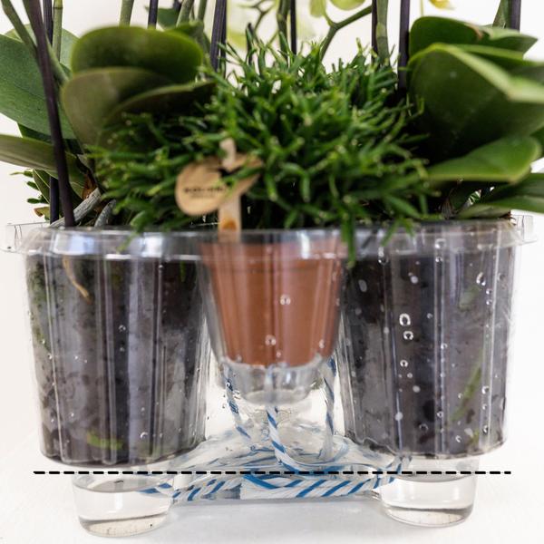 Oranje orchideeënset in Cotton Basket incl. waterreservoir | drie oranje orchideeën Las Vegas 12cm | Mono Bouquet oranje met zelfvoorzienend waterreservoir.
