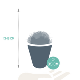 Bolcactus mix 8,5 cm | 3 stuks - in witte pot