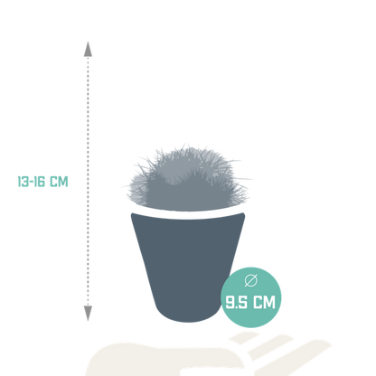 Bolcactus mix 8,5 cm | 3 stuks - in witte pot