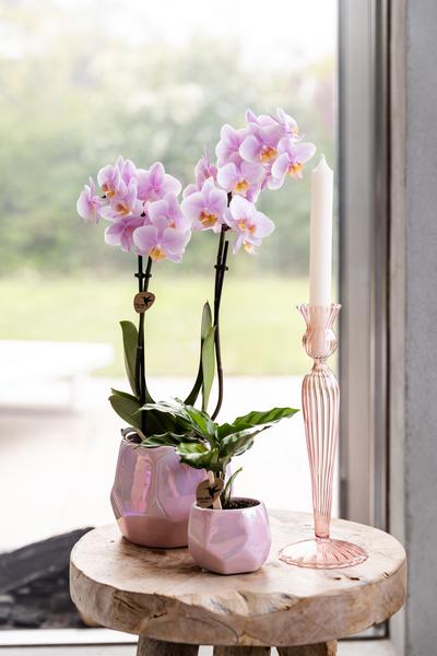 Roze phalaenopsis orchidee - Andorra - potmaat Ø9cm