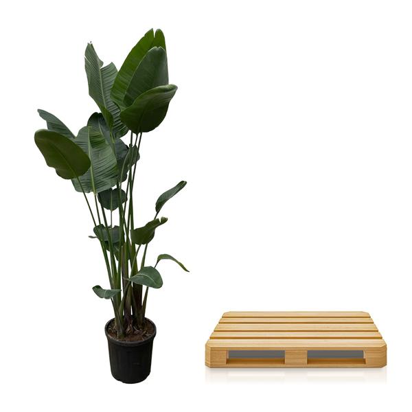 Strelitzia Nicolai XXL - ↕250cm - Ø50cm
