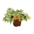 Tradescantia Brightness kopen, Tradescantia verzorgen, kleurrijke kamerplanten, onderhoudsvriendelijke planten, planten voor halfschaduw, Tradescantia luchtzuivering, compacte planten, trendy planten 2025, decoratieve kamerplanten.