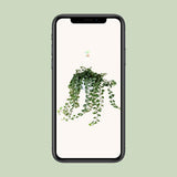 Hedera Wonder Green - ↕70cm - Ø17cm