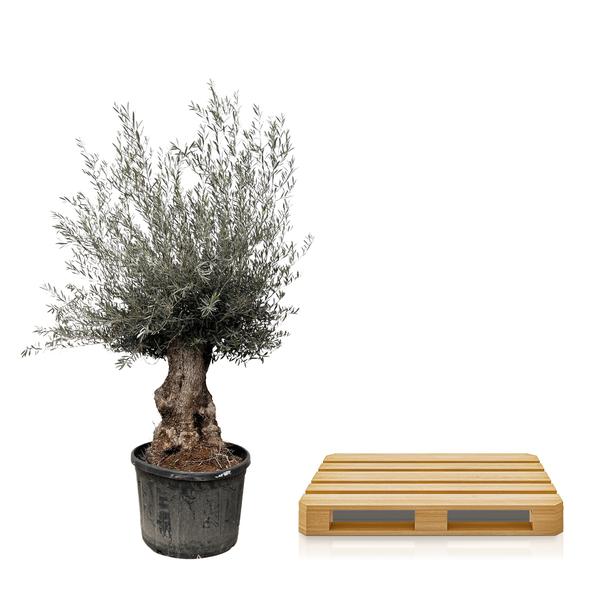 Olijfboom / Olea Europaea Bonsai - ↕225cm- Ø80cm