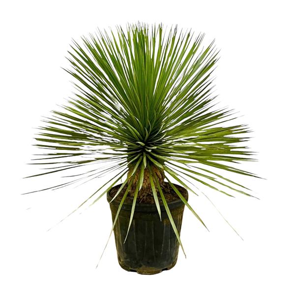 Yucca Rostrata op stam - ↕70cm - Ø27cm