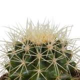 Bolcactus mix 8,5 cm | 3 stuks - in witte pot