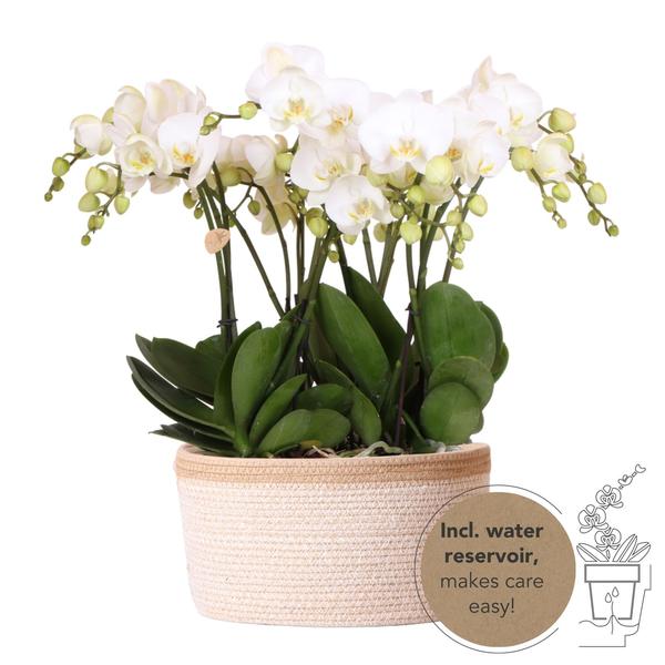 Orchideeënset in Cotton Basket | drie witte orchideeën Ghent 12cm | Mono Bouquet wit incl. waterreservoir.