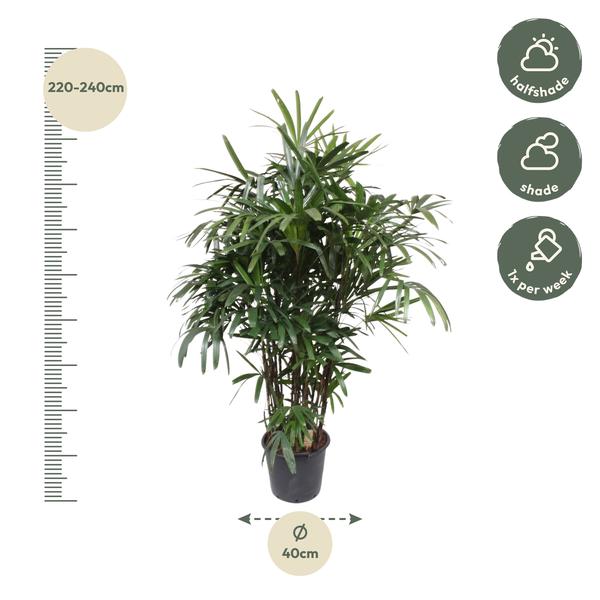 Rhapis Excelsa - ↕190cm - Ø40cm