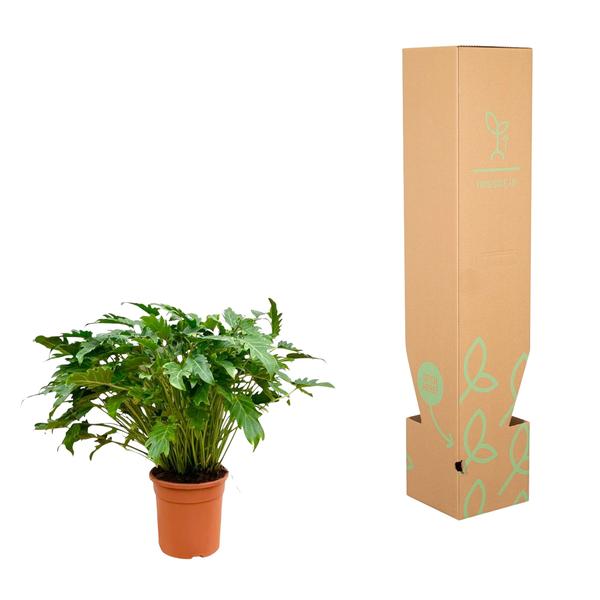 Philodendron Xanadu - ↕80cm - Ø27cm