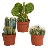 Cactus mix 10.5 cm - 3x - 12cm zonder pot