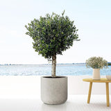 Jumbo Charlie Beige Gewaschen - XXS - B53 x H52
