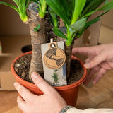 Yucca - ↕90cm - Ø17cm