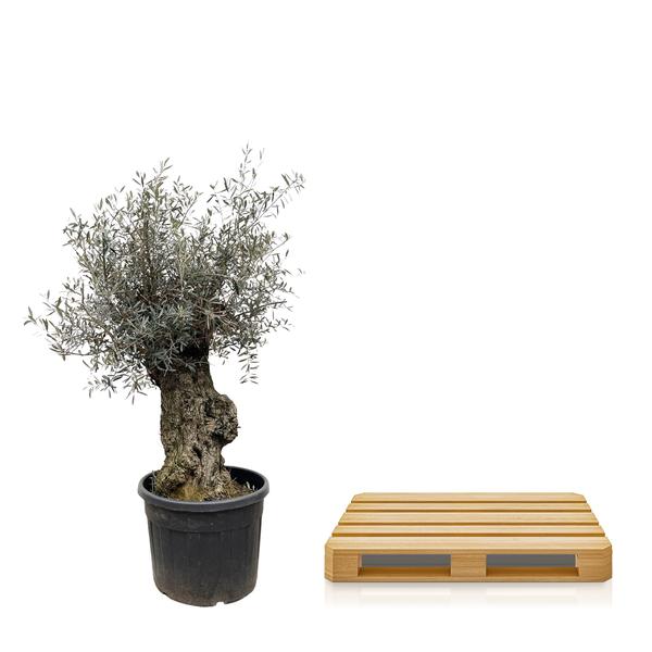 Olijfboom / Olea Europaea Bonsai - ↕250cm- Ø65cm