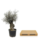 Olijfboom / Olea Europaea Bonsai - ↕250cm- Ø65cm