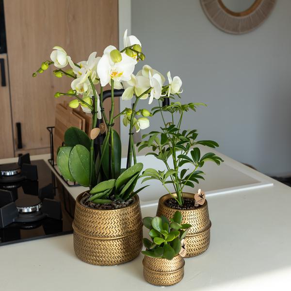 Kolibri Home | Groove Blumentopf - Goldener Keramik-Dekotopf - Topfgröße - Ø12cm