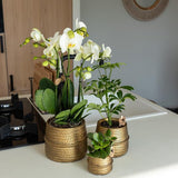 Kolibri Home | Groove Blumentopf - Goldener Keramik-Dekotopf - Topfgröße - Ø12cm