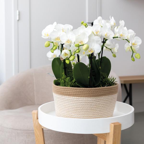 Orchideeënset in Cotton Basket | drie witte orchideeën Ghent 12cm | Mono Bouquet wit incl. waterreservoir.
