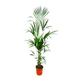 Kentia palm XXL - ↕180cm - Ø24cm