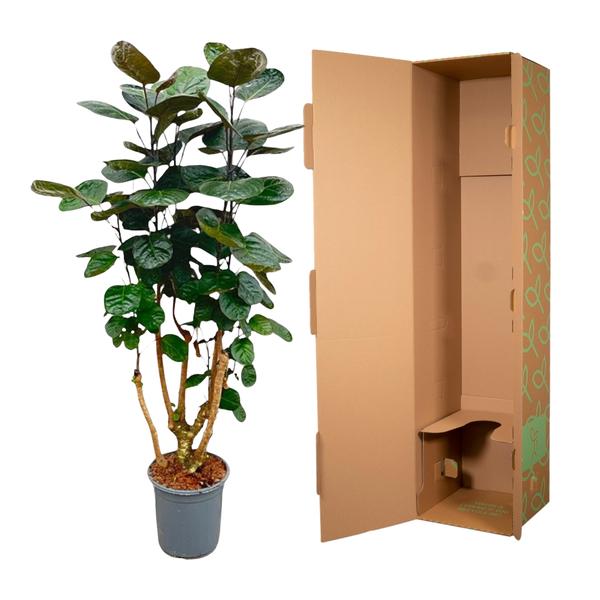 Polyscias Fabian - ↕130cm - Ø24cm