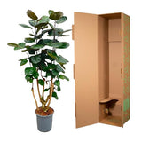 Polyscias Fabian - ↕130cm - Ø24cm