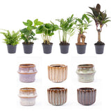 Mini planten set x6 - Incl. potten