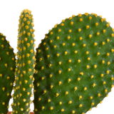 Cactus mix 10.5 cm - 3x - 12cm zonder pot