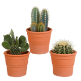 Cactus mix 10.5 cm - 3x - in terracotta pot
