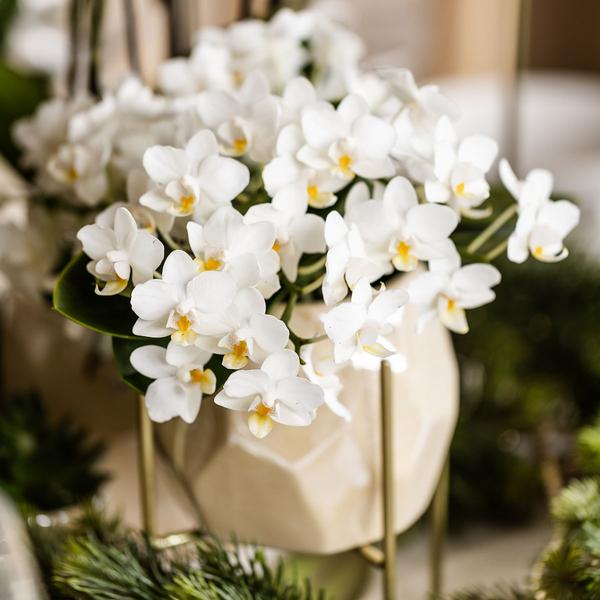 Witte phalaenopsis orchidee - Nazaré - potmaat Ø9cm