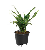 Self Watering Insert - Ø21cm