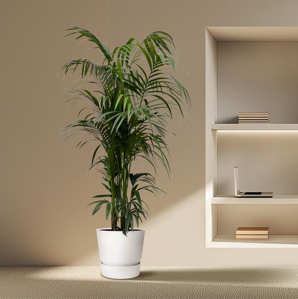 Kentia palm XXL - ↕230cm - Ø38cm