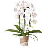 Witte Phalaenopsis orchidee - Niagara Fall  - potmaat Ø12cm