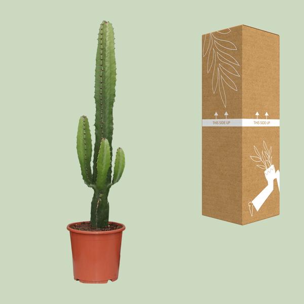 Euphorbia Acrurensis - ↕50cm - Ø17cm