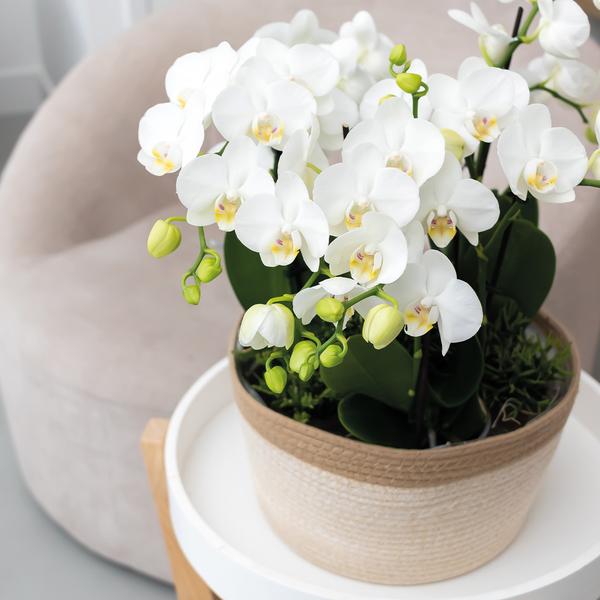 Orchideeënset in Cotton Basket | drie witte orchideeën Ghent 12cm | Mono Bouquet wit incl. waterreservoir.
