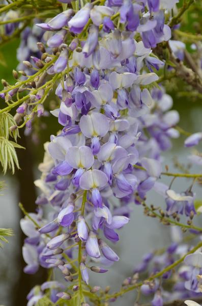 2x Wisteria sinensis 'Caroline' - ↕65cm - Ø15