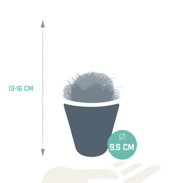 Bolcactus mix 8,5 cm | 3 stuks - in witte pot