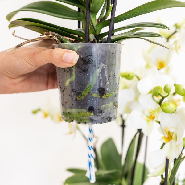 Orchideeënset in Cotton Basket | drie witte orchideeën Ghent 12cm | Mono Bouquet wit incl. waterreservoir.