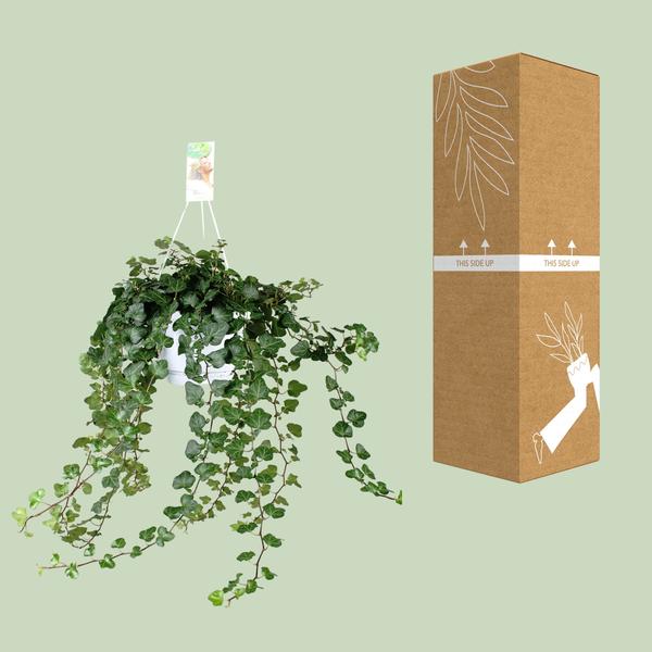 Hedera Wonder Green - ↕70cm - Ø17cm