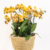 Oranje orchideeënset in Cotton Basket incl. waterreservoir | drie oranje orchideeën Las Vegas 12cm | Mono Bouquet oranje met zelfvoorzienend waterreservoir.