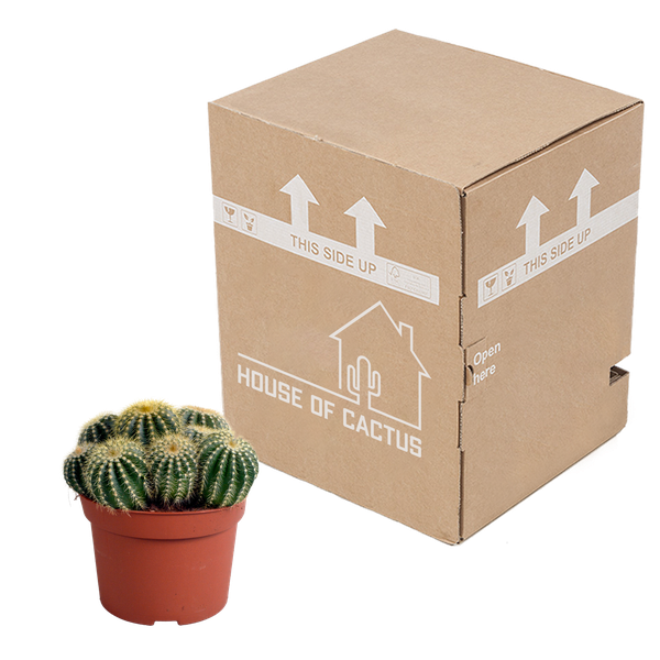 Eriocactus warasii 12cm