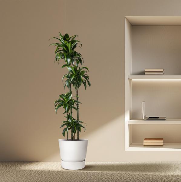 Dracaena Dorado - ↕170cm - Ø27cm