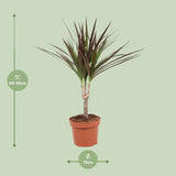 Dracaena Magenta - ↕50cm - Ø12cm