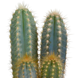 Cactus mix 10.5 cm - 3x - 12cm zonder pot