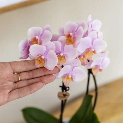 Roze phalaenopsis orchidee - Andorra - potmaat Ø9cm